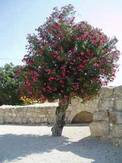 �G���T�������i2