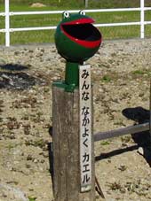 カエルオブジェ拡大